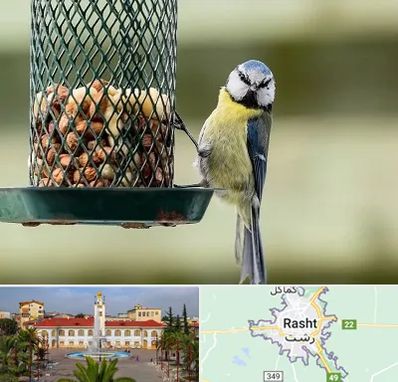 فروشگاه غذای پرندگان در رشت