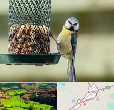 فروشگاه غذای پرندگان در نکا