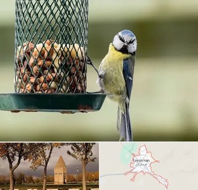 فروشگاه غذای پرندگان در تویسرکان