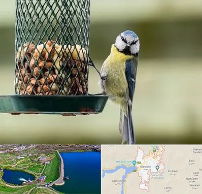 فروشگاه غذای پرندگان در مهاباد