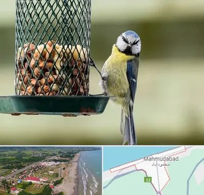 فروشگاه غذای پرندگان در محمودآباد