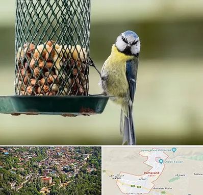 فروشگاه غذای پرندگان در دماوند