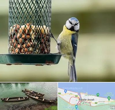 فروشگاه غذای پرندگان در بندر انزلی