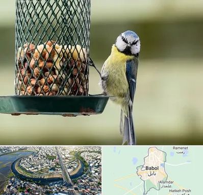 فروشگاه غذای پرندگان در بابل