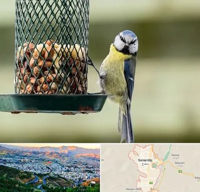 فروشگاه غذای پرندگان در سنندج