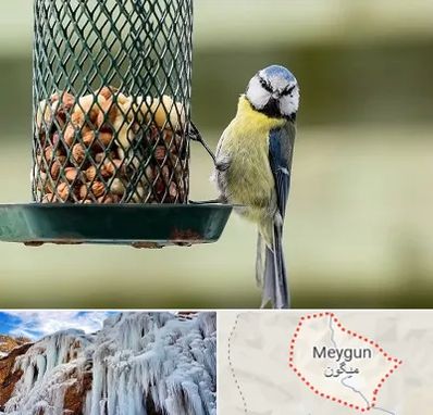 فروشگاه غذای پرندگان در میگون