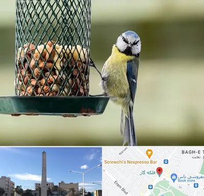 فروشگاه غذای پرندگان در فلکه گاز شیراز