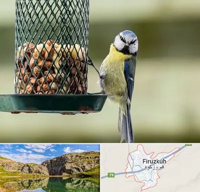 فروشگاه غذای پرندگان در فیروزکوه