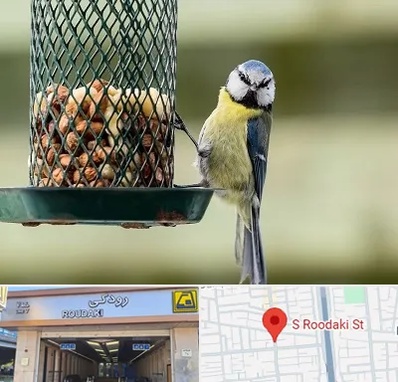 فروشگاه غذای پرندگان در رودکی