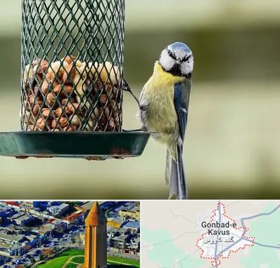 فروشگاه غذای پرندگان در گنبد کاووس