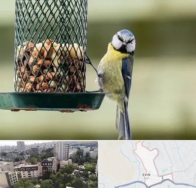 فروشگاه غذای پرندگان در اوین