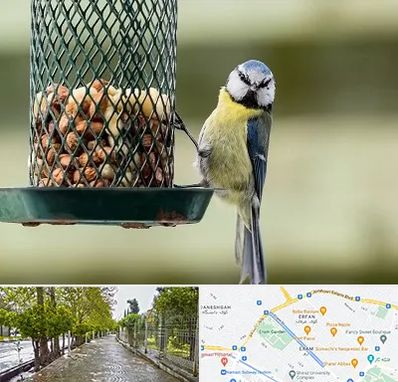 فروشگاه غذای پرندگان در خیابان ارم شیراز