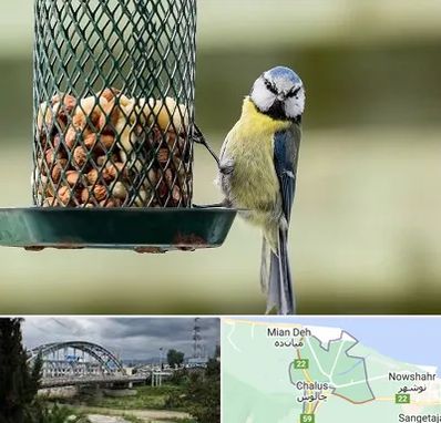 فروشگاه غذای پرندگان در چالوس