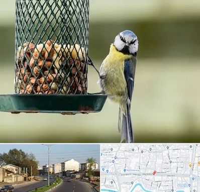 فروشگاه غذای پرندگان در ضیابری رشت