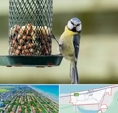 فروشگاه غذای پرندگان در نور