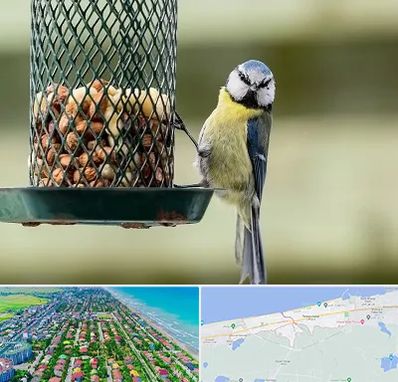 فروشگاه غذای پرندگان در فریدونکنار