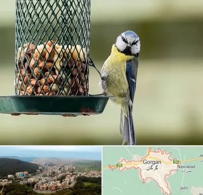 فروشگاه غذای پرندگان در گرگان