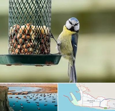 فروشگاه غذای پرندگان در چابهار