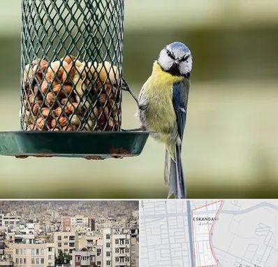 فروشگاه غذای پرندگان در اسکندری