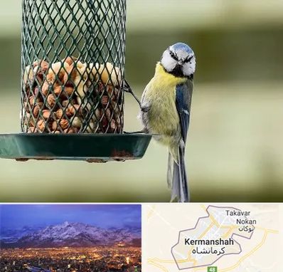 فروشگاه غذای پرندگان در کرمانشاه