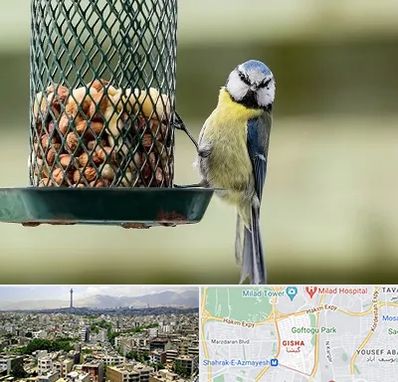 فروشگاه غذای پرندگان در گیشا
