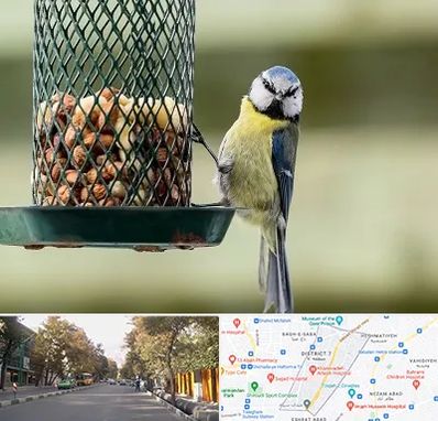 فروشگاه غذای پرندگان در شریعتی