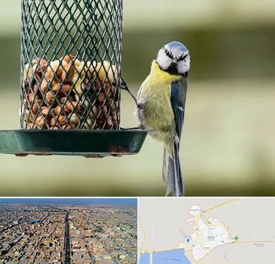 فروشگاه غذای پرندگان در بندر ماهشهر