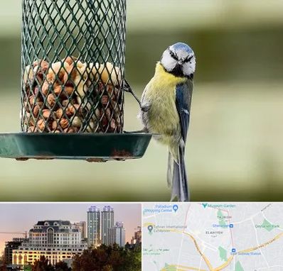 فروشگاه غذای پرندگان در فرشته