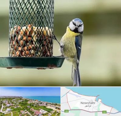 فروشگاه غذای پرندگان در نوشهر
