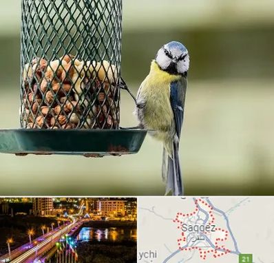 فروشگاه غذای پرندگان در سقز
