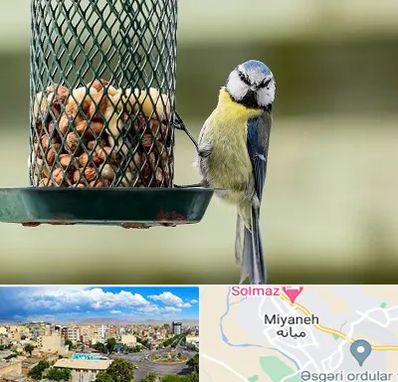 فروشگاه غذای پرندگان در میانه