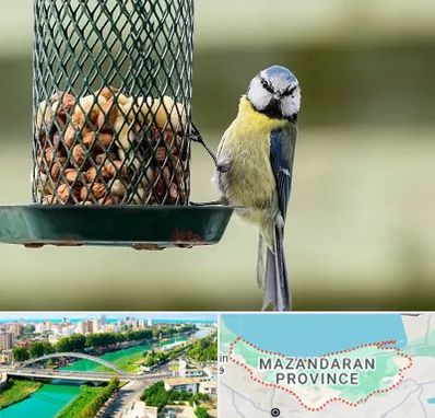فروشگاه غذای پرندگان در مازندران