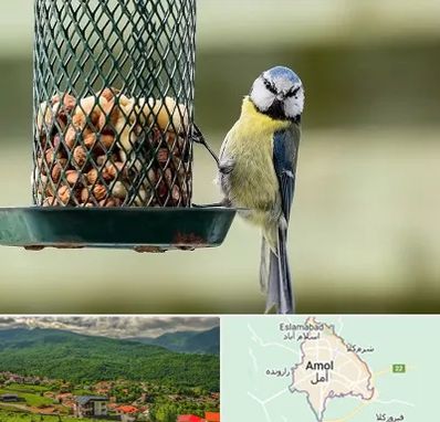 فروشگاه غذای پرندگان در آمل