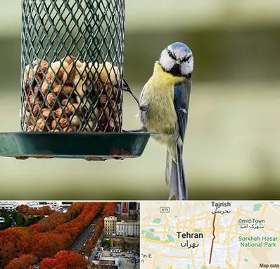 فروشگاه غذای پرندگان در ولیعصر