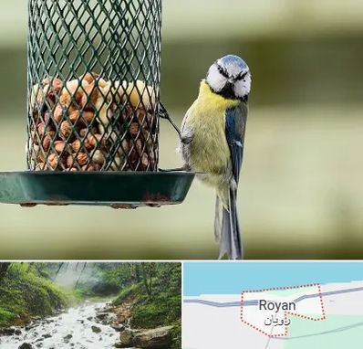 فروشگاه غذای پرندگان در رویان