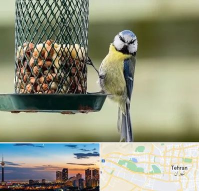 فروشگاه غذای پرندگان در غرب تهران