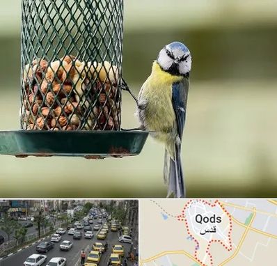 فروشگاه غذای پرندگان در شهر قدس