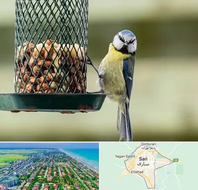 فروشگاه غذای پرندگان در ساری