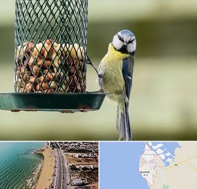 فروشگاه غذای پرندگان در بوشهر