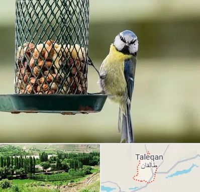 فروشگاه غذای پرندگان در طالقان