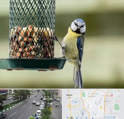 فروشگاه غذای پرندگان در ستارخان