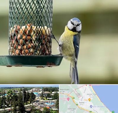 فروشگاه غذای پرندگان در رودسر