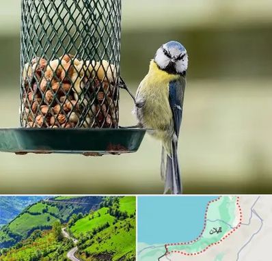 فروشگاه غذای پرندگان در گیلان