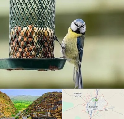 فروشگاه غذای پرندگان در کامیاران