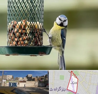 فروشگاه غذای پرندگان در اتابک