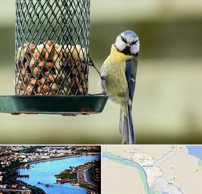 فروشگاه غذای پرندگان در خرمشهر