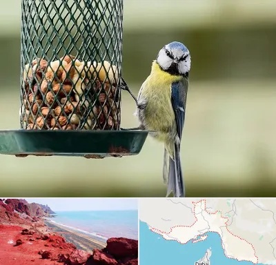 فروشگاه غذای پرندگان در هرمزگان