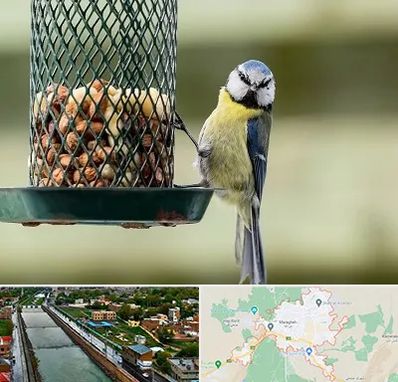 فروشگاه غذای پرندگان در مراغه