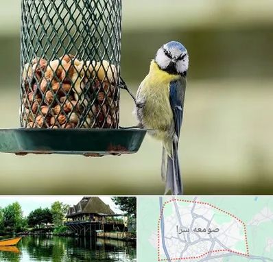 فروشگاه غذای پرندگان در صومعه سرا