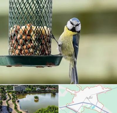 فروشگاه غذای پرندگان در لنگرود